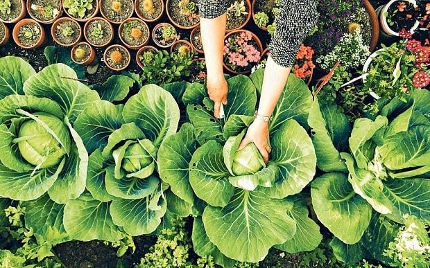 What are the healthiest vegetables to grow?