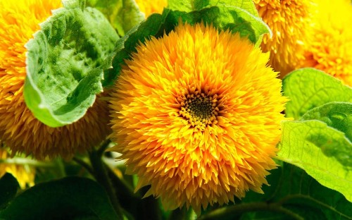 The year of the sunflower: meet the new varieties and colours