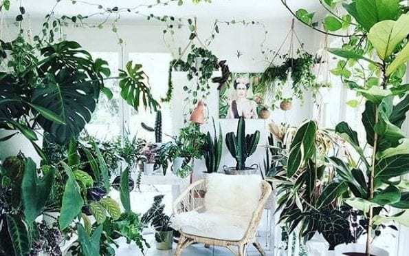 The best hanging plants for lazy, beginner and interiors-obsessed gardeners