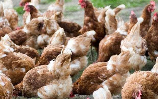 Antibiotic resistant E.coli found in a quarter of supermarket-bought chicken