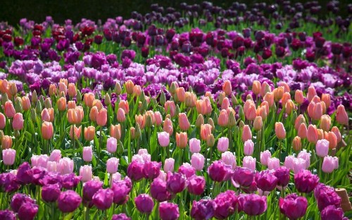 10 of the very best tulips to plant now