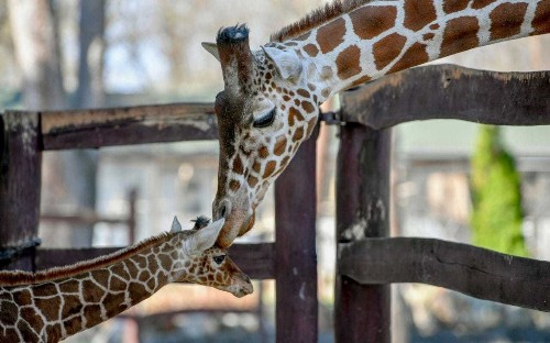 Giraffes must be protected from trophy hunter loophole, campaigners say as Government under pressure to act