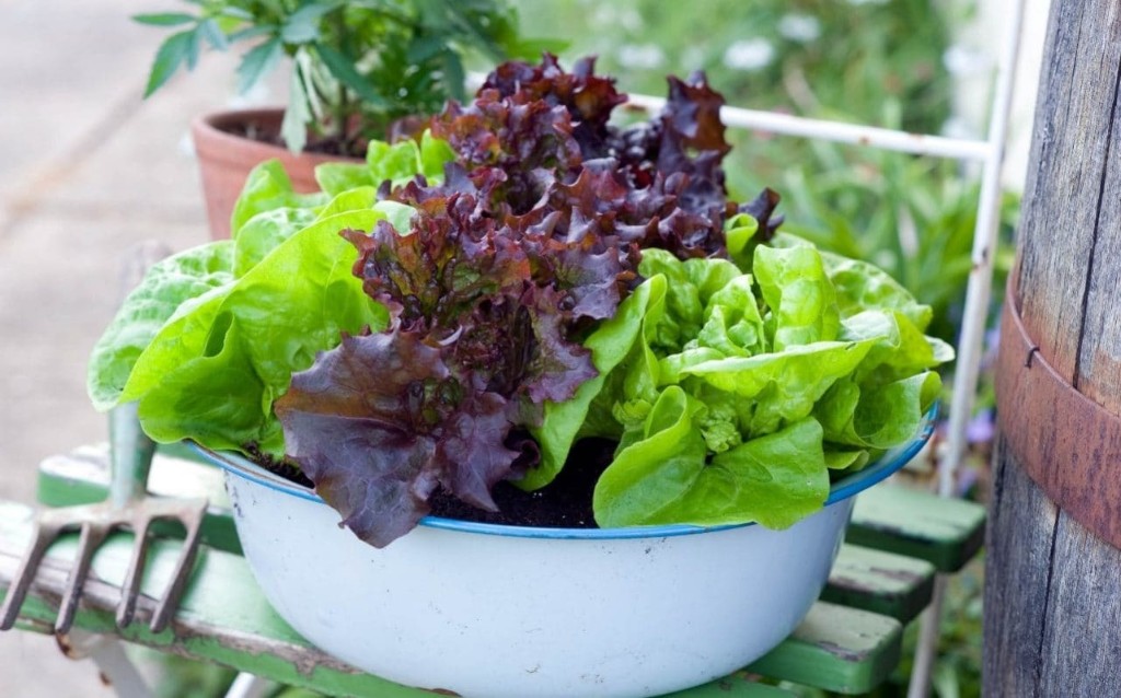 Raised Bed, Container, Square Foot, Small Space Gardening - cover