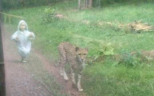 Child 'chases' cheetah in amazing photo