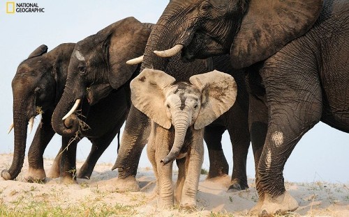 National Geographic Photo Contest 2015, in pictures - Telegraph