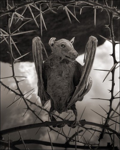 Portraits of a ravaged land: incredible photography by Nick Brandt