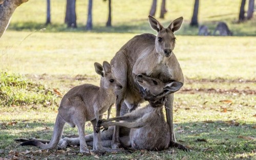 How grieving animals mourn their dead companions, in pictures