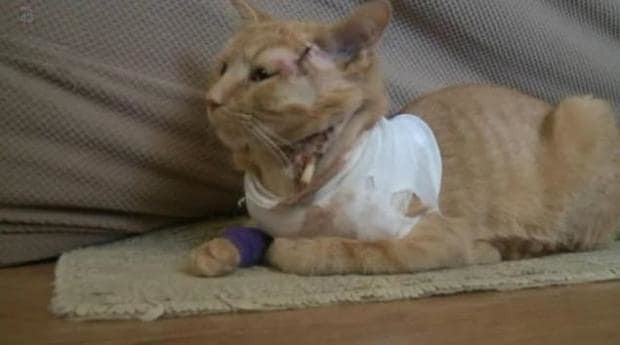 Heroic cat takes a bullet and saves a 3-year-old's life