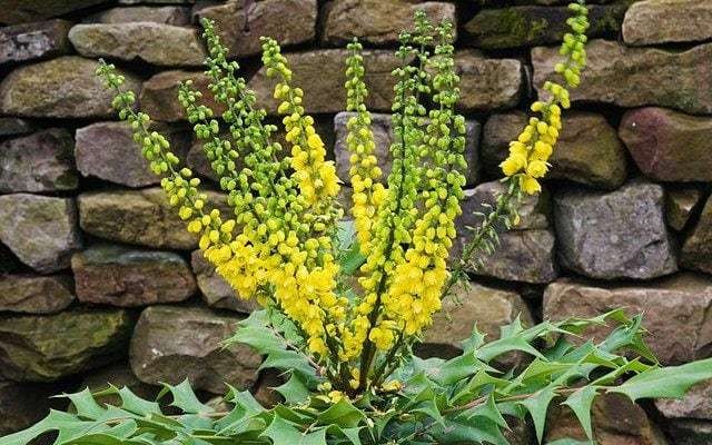 Best scented plants to grow in winter