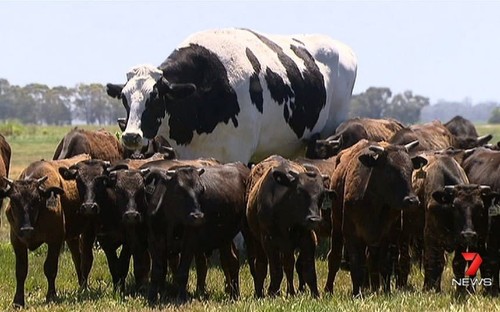 220-stone Australian steer 'Knickers' spared from the barbecue because it is too big to fit in abattoir