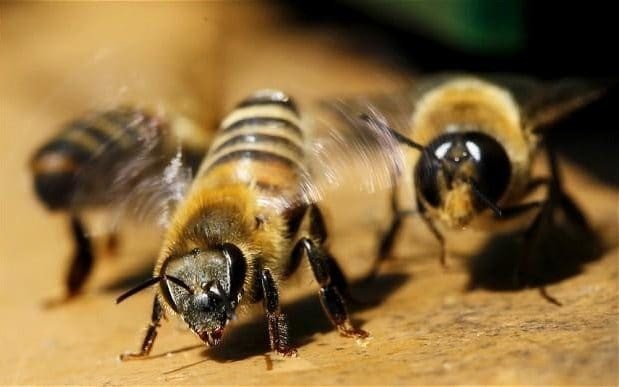 Do bees have regional accents? Cardiff University launches scheme to find out