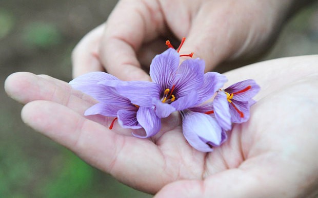 Saffron – the spice beyond price