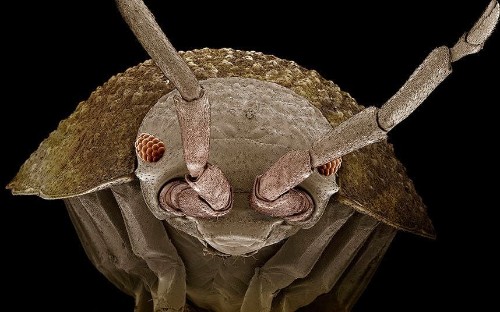 What does a tiny creature look like at the end of the microscope? - Telegraph