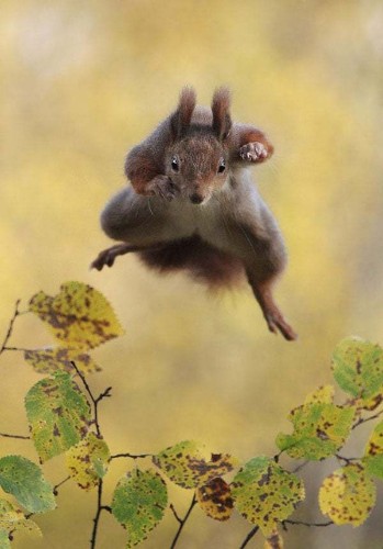 Comedy Wildlife Photography Awards 2015: more of the best entries so far