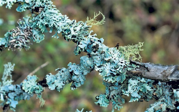 What to do in the garden in December
