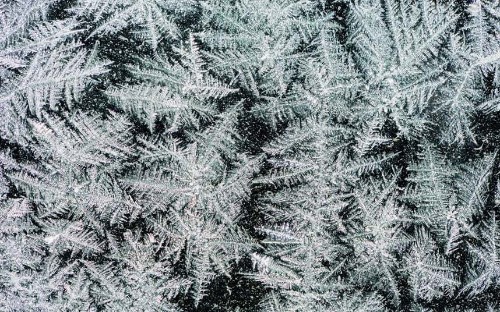 Beautiful winter frost patterns - Telegraph