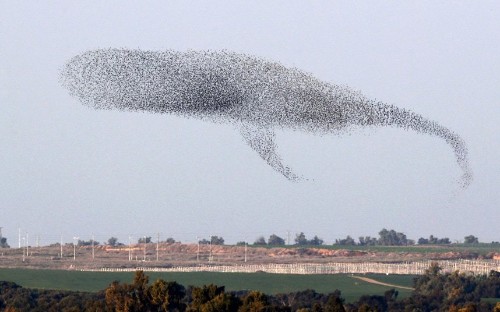 Shape shifting birds: Murmurations of starlings, in pictures - Telegraph