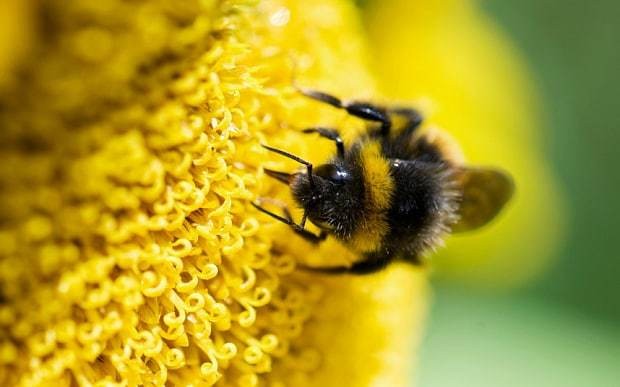 Tiny parasite could be behind massive worldwide decline of bees