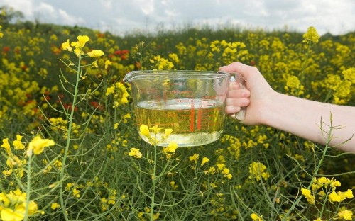 Is vegetable oil making us fat?