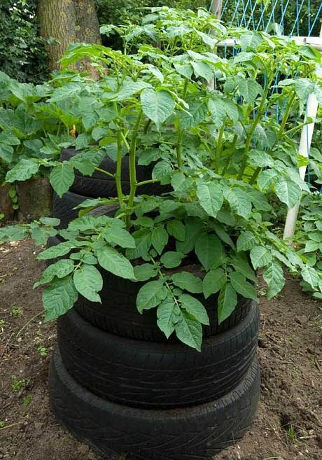 How to grow potatoes in pots