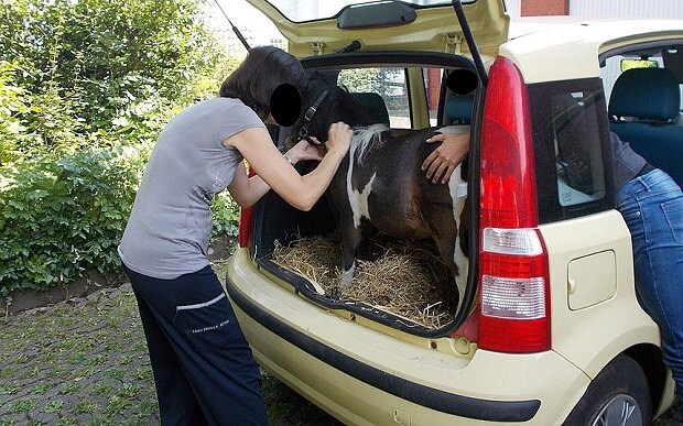 German woman stopped with Shetland pony in the boot of her car