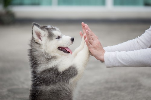 National Puppy Day Photos