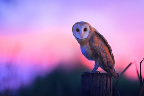 Superb Owl Sunday II