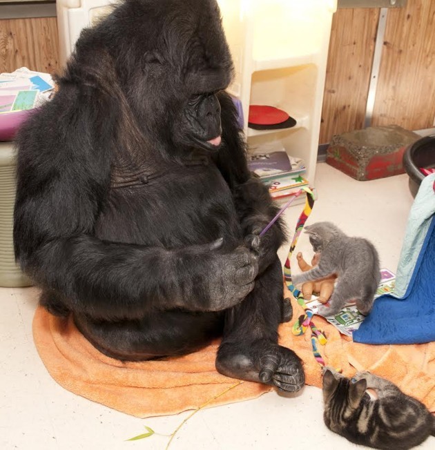 A Conversation With Koko the Gorilla