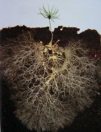 Healthy Soil Microbes, Healthy People