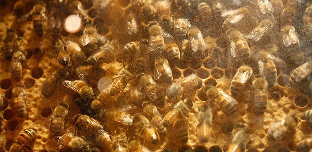 The Latest Weapon in the War on Cancer: Honey Bees