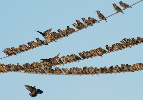 The Murmurations of Starlings