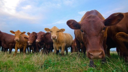 The FDA Says Farmers Are Giving Animals Too Many Antibiotics