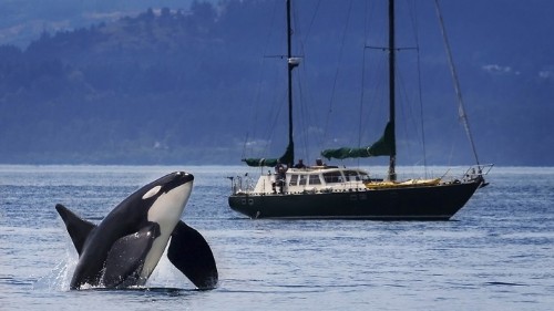 What a Grieving Orca Tells Us