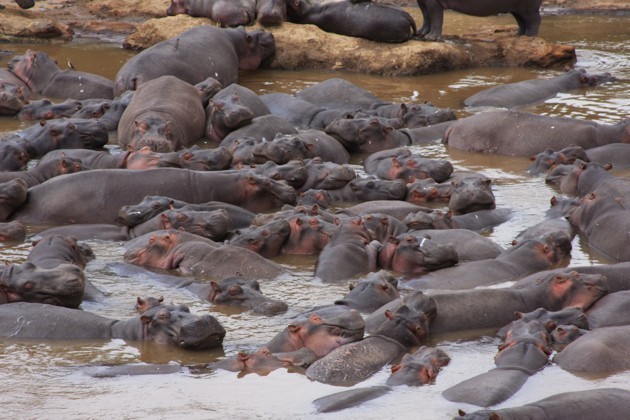 Hippos Poop So Much That Sometimes All the Fish Die