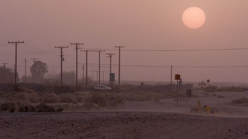 The Mysterious Fungus Infecting the American Southwest