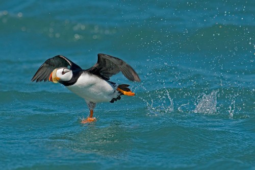 2015 Audubon Photography Awards