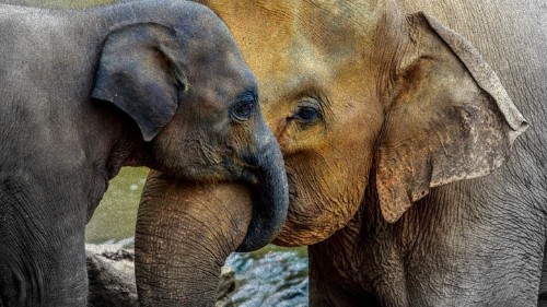 Being an 'Elephant Mom' in the Time of the Tiger Mother