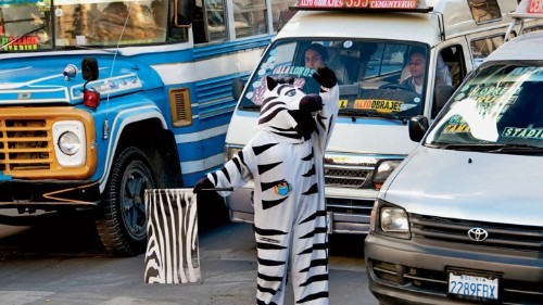 Big in Bolivia: Zebras in the Streets