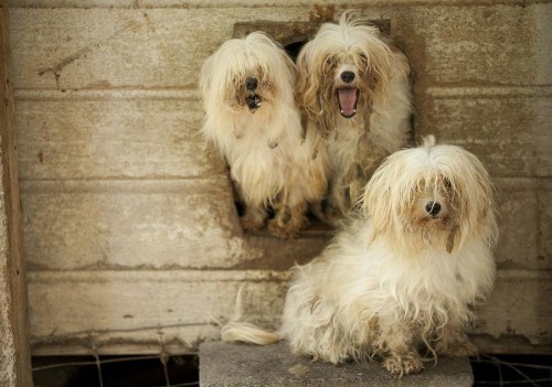 Animals in the News