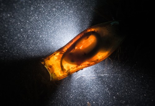The 2016 Underwater Photographer of the Year Contest