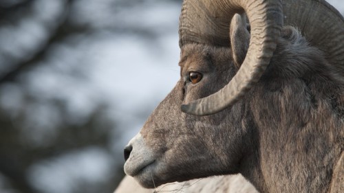 Humans Are Destroying Animals’ Ancestral Knowledge