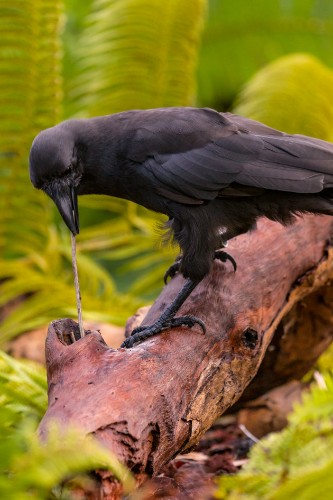Scientists Have Found Another Crow That Uses Tools
