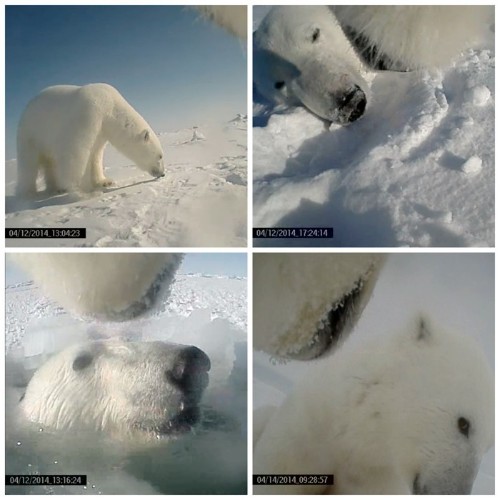 What Scientists Learned From Strapping a Camera to a Polar Bear
