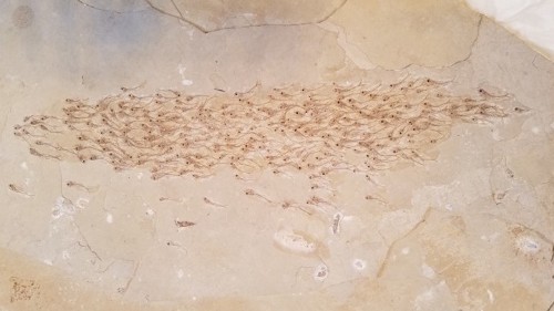 An Incredible Fossil Contains a School of 259 Fish