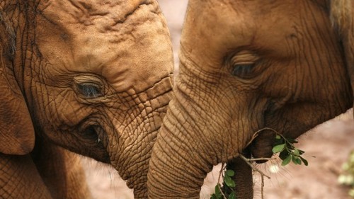 Elephants Have a Secret Weapon Against Cancer