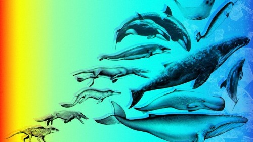 A Possible Break in One of Evolution's Biggest Mysteries