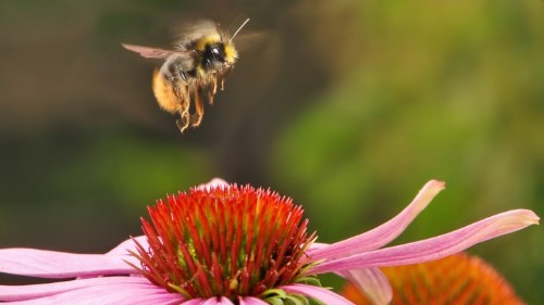 The World’s Most Popular Insecticides Are Messing With Bees