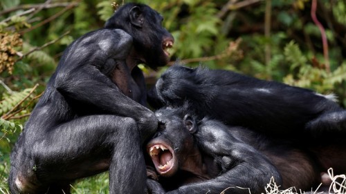 What Bonobos Can Teach Us About Sexual Assault