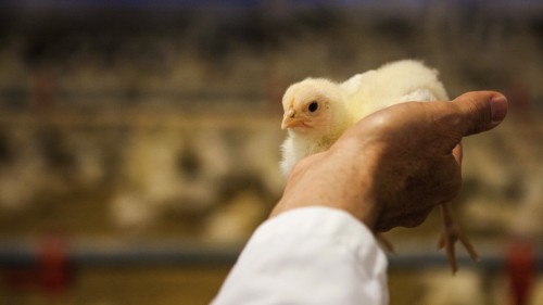 The Future of Chicken, Without Antibiotics