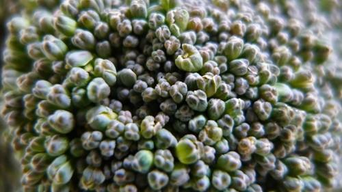 Broccoli Loves Us